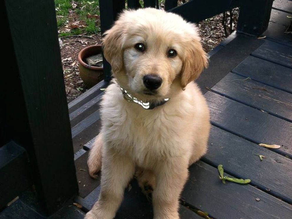 golden-retriever-dies-in-the-care-of-petco-groomers