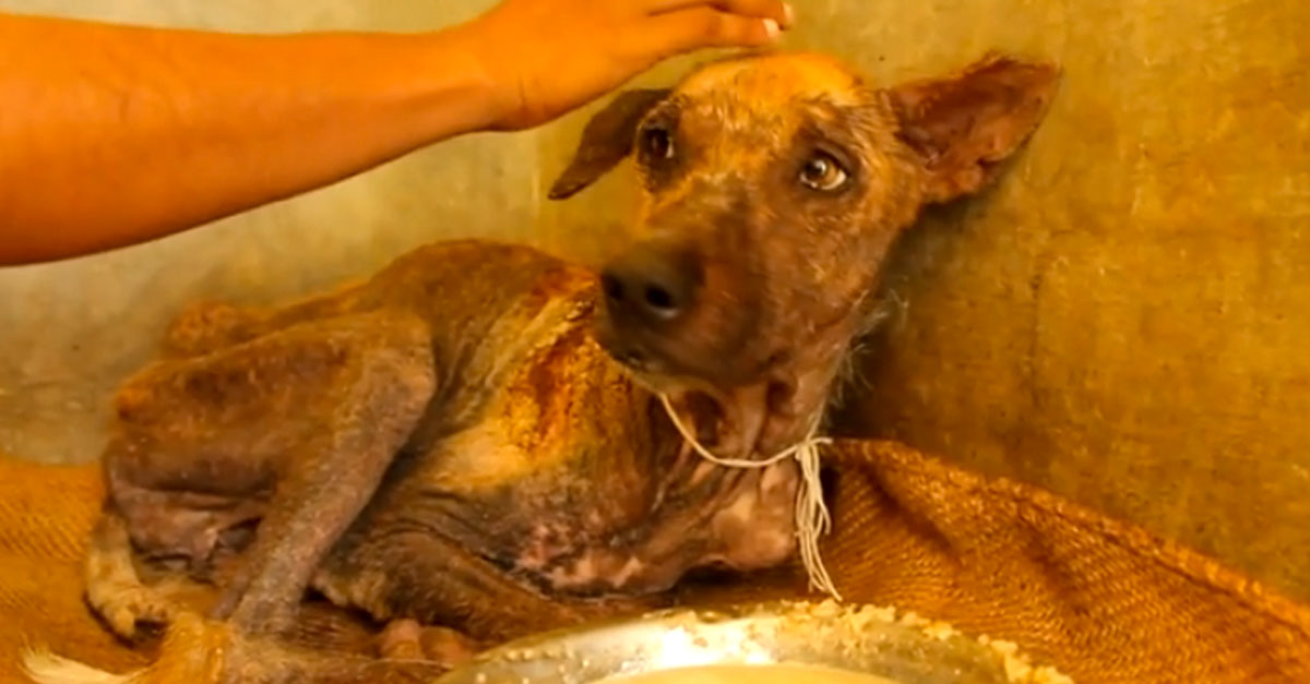 Flaky the abanoned puppy so neglected he lost all his fur ...