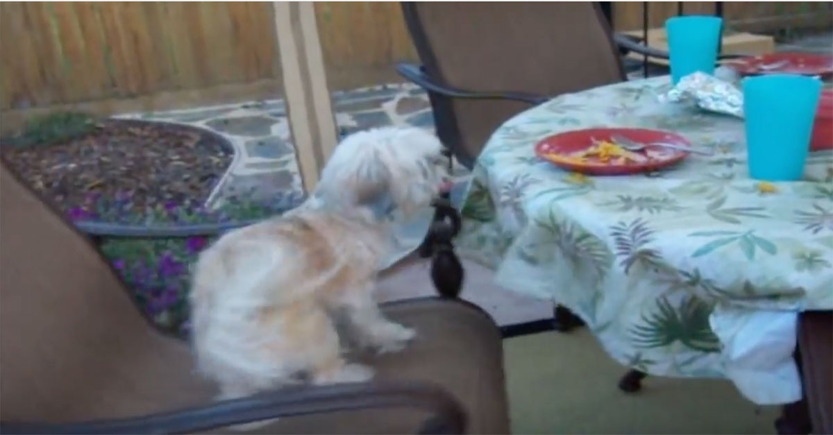 dog spins in chair