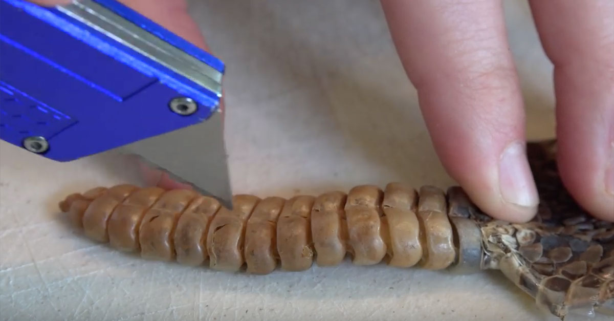 Want To Know What’s Inside A Rattlesnake’s Rattle?