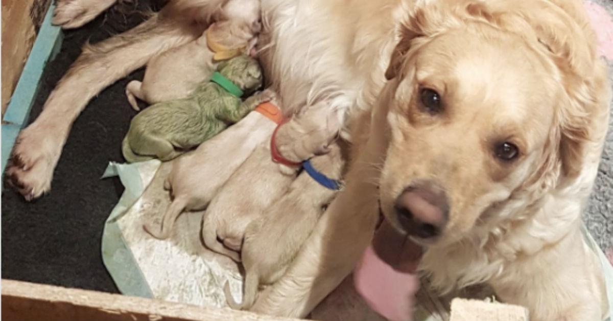 Golden Gives Birth To Rare Puppy, Only 3 Known Exist