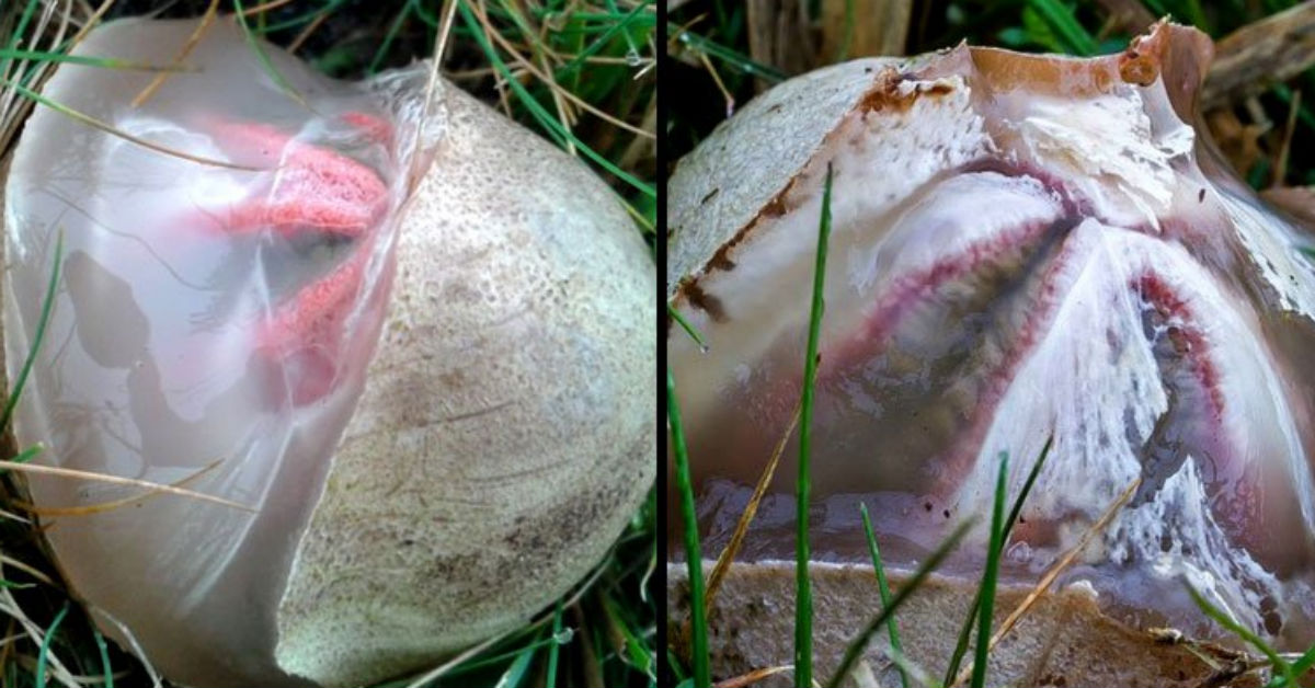 Homeowner Records The Moment Alien Egg Begins To Hatch That She Found