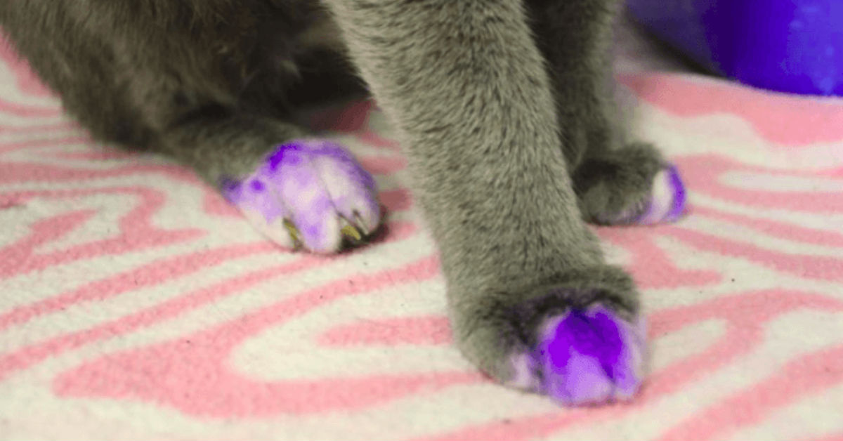 If You Ever See A Cat With Purple Paws Call Animal Control