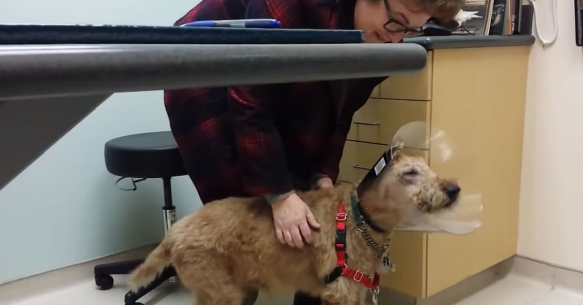 Blind Dog Finally Has Surgery To See — His Reaction Has The Room In Tears