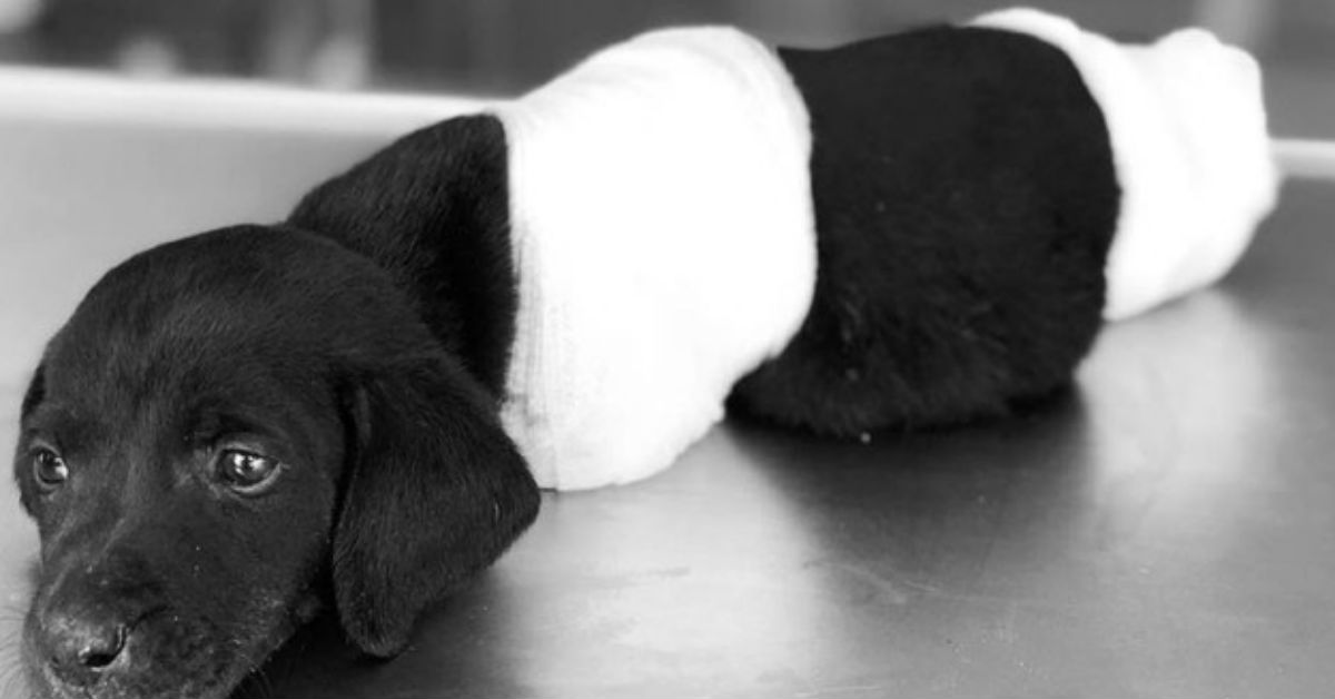 Police Need Help Looking For The Person Who Cut Off Puppy’s Legs And Left Him To Die