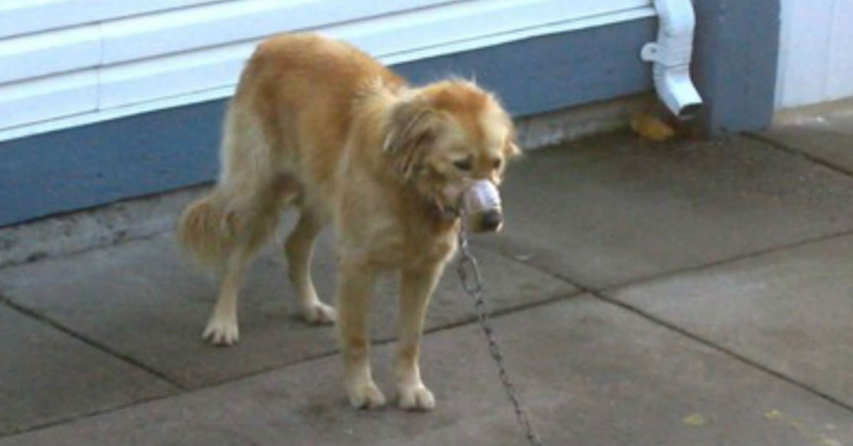 Neighbors See Dog A With His Mouth Taped Shut, So They Break Into The Man’s Yard