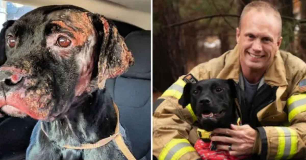 Firefighter Adopts Dog He Rescued From Brutal Fire And Now They Are Best Friends