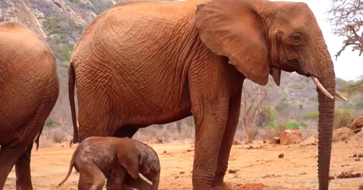 Wild Elephant Mom Introduces Baby To People Who Saved Her