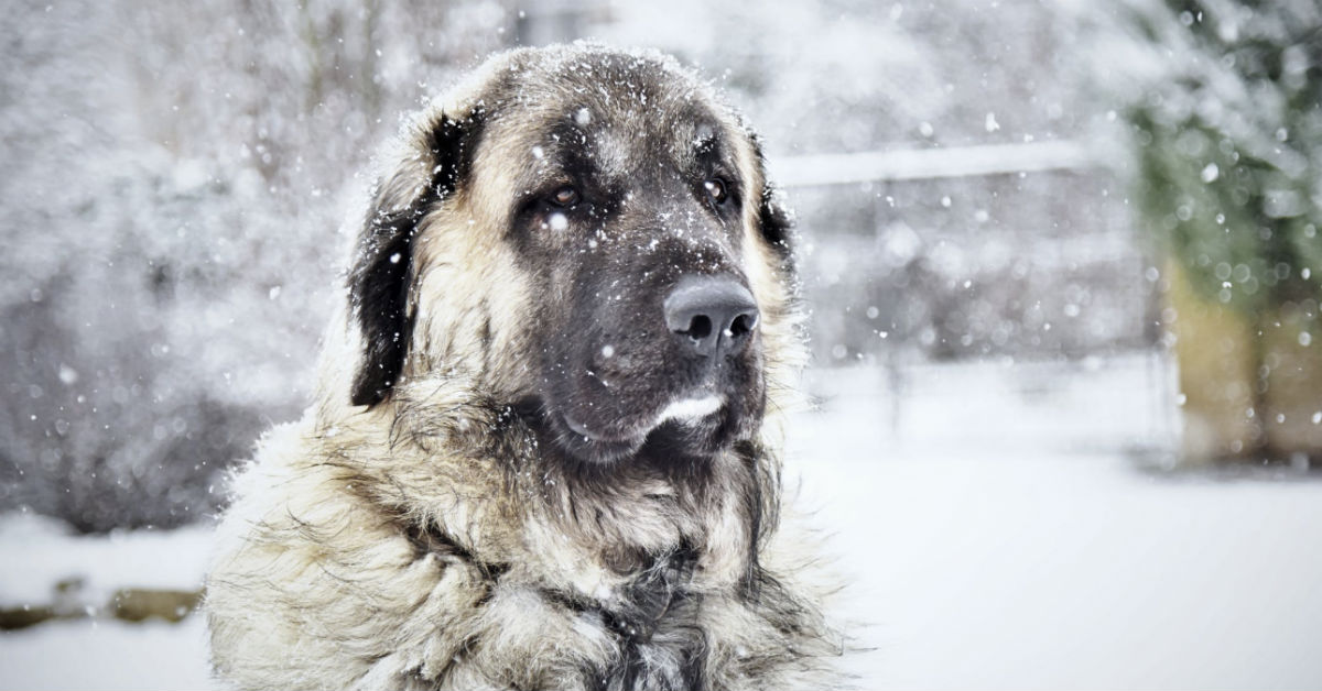 Neighbors Found Freezing Dog In The Snow And Realize He Is Trying To Help A Little Boy