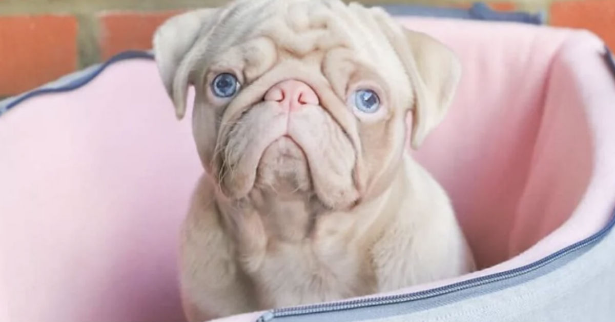 Meet One Of The Rarest Dogs In The World, A Pink Pug Named Milkshake ...