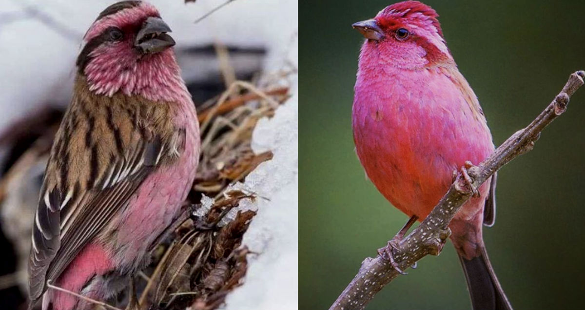 Pink Rosefinches Catches The Attention Of The Internet Worldwide