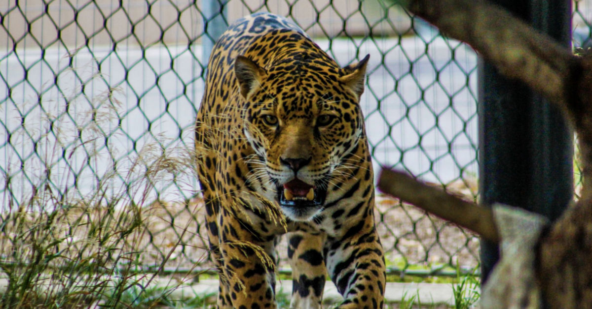 Jaguar Attacks Woman Who Broke The Rules, Zoo Decides Not To Euthanize The Animal