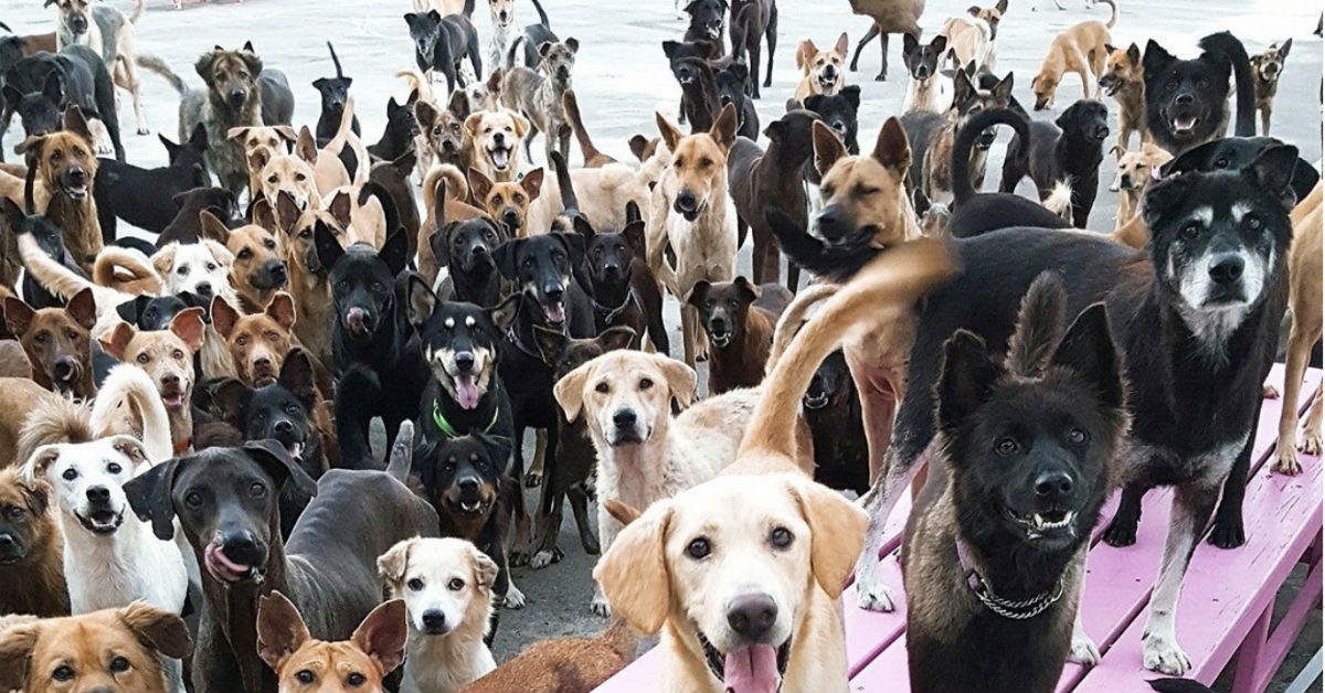 Family Dedicate Their Lives To Help And Care For 3,000 Stray Dogs