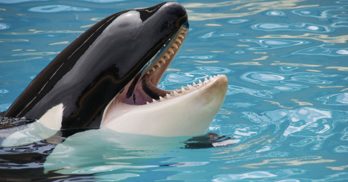 The Orca Who Carried Her Dead Calf For 17 Days Is Pregnant Again ...