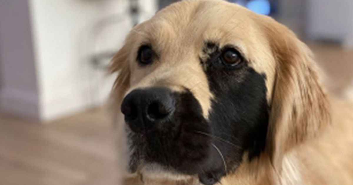 The Internet Can’t Get Enough Of This Adorable Golden Retriever With Unique Birthmark