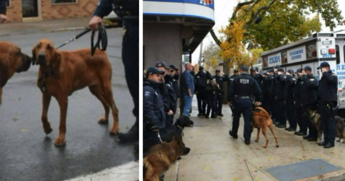 NYPD Officers Line Up To Police Dog Her The Final Salute