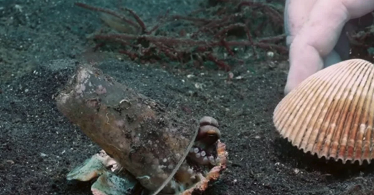 Watch What Happens When Diver Offers A Baby Octopus This Baby Shell ...