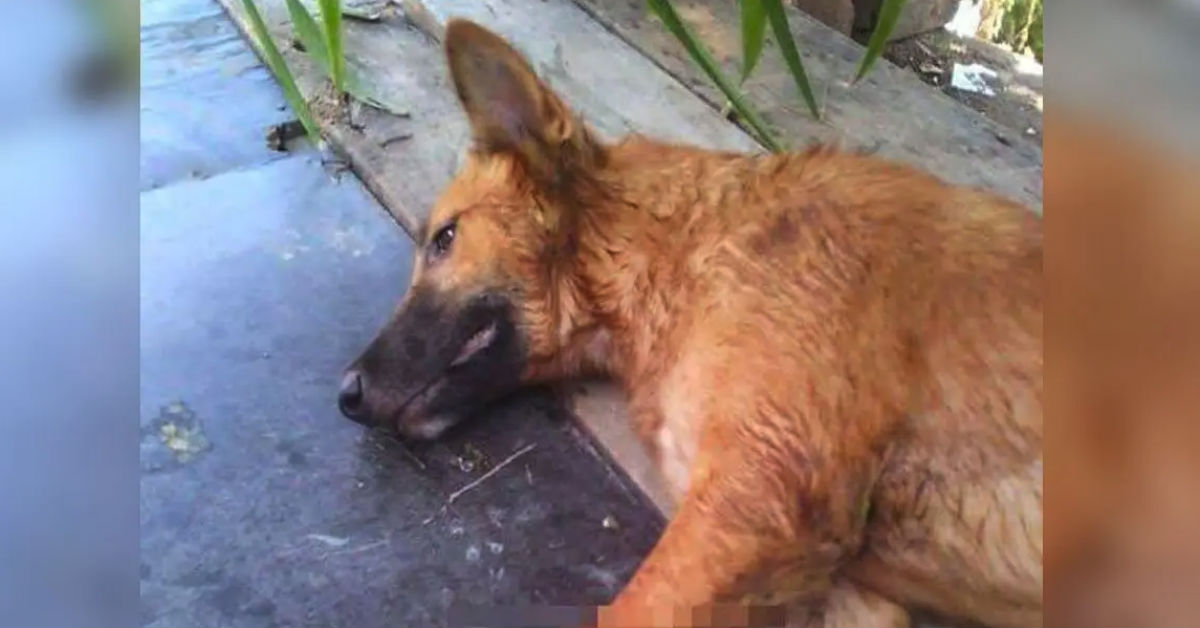 Monster Cuts Off Poor Dog’s Legs To ‘Teach A Lesson&#8217;