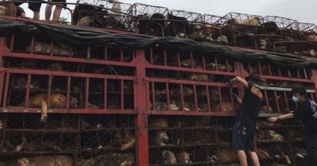 79 Chinese Dogs Saved From Meat Trade In A US-Based Rescue Mission