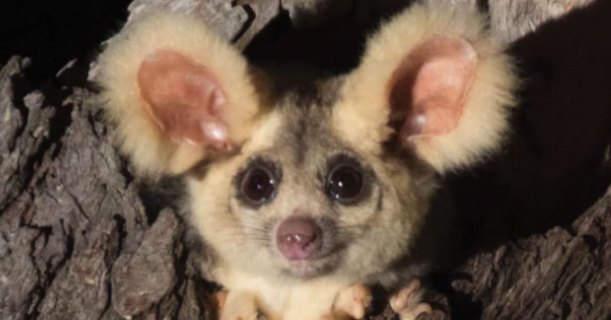 Two New Animals Have Been Discovered And They Are Adorable!