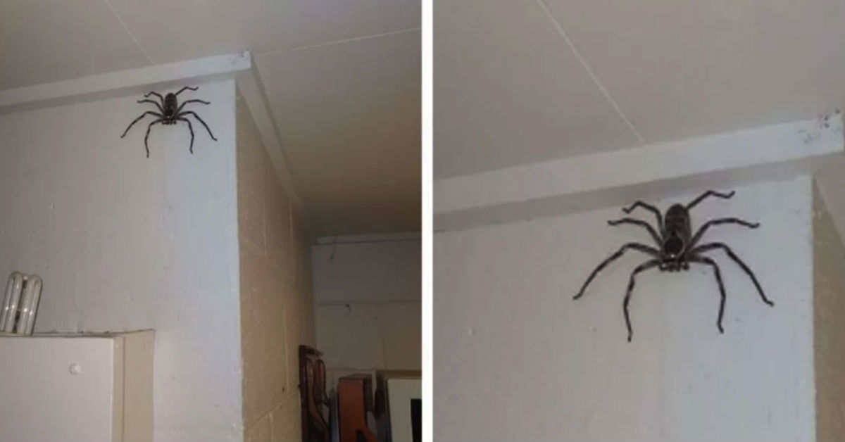 Woman Has Shared Her Home With This Giant Spider For More Than A Year