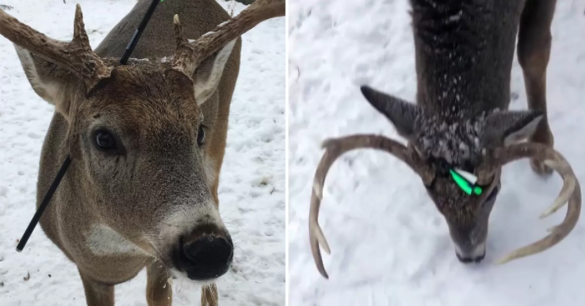 Deer Visits Them Every Year But This Year It Appeared With An Arrow Lodged In Its Head