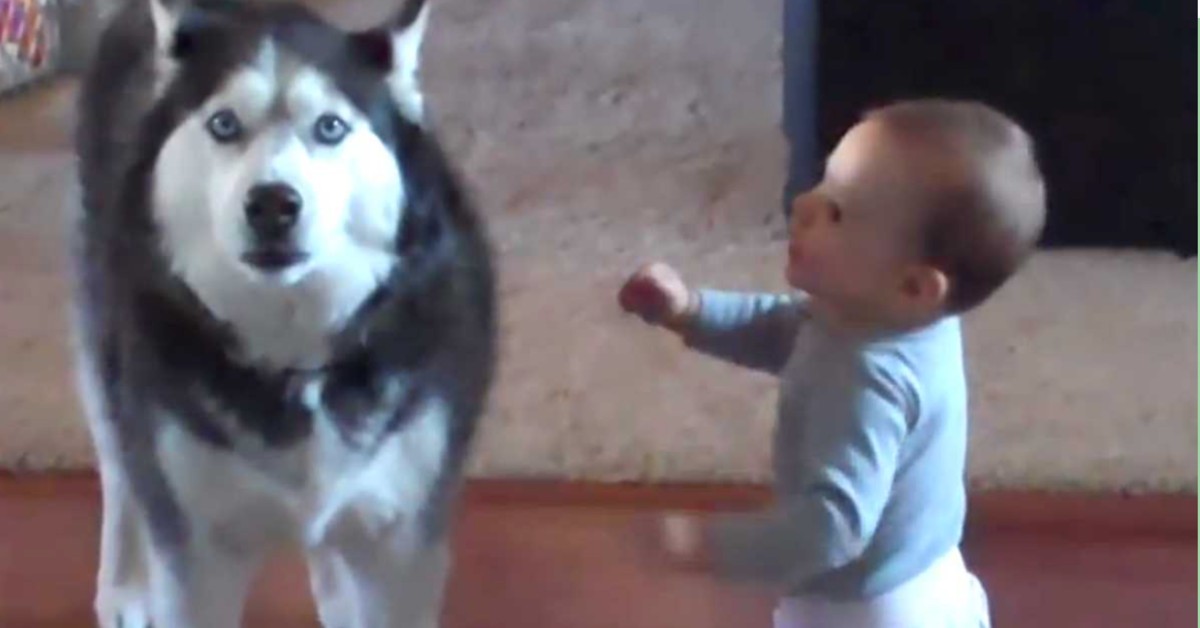 Mom Catches ‘Argument’ Between Baby And Family Dog, Goes Viral | JumbleJoy