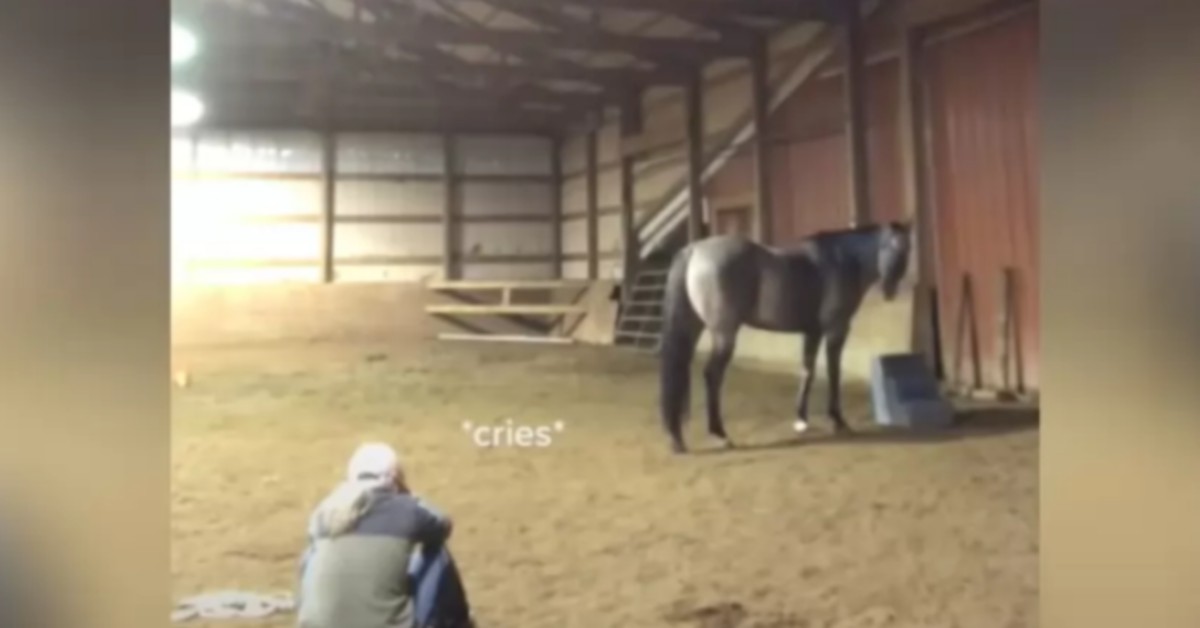 Horse Sees That Owner Crying Approaches And Tries To Comfort Her