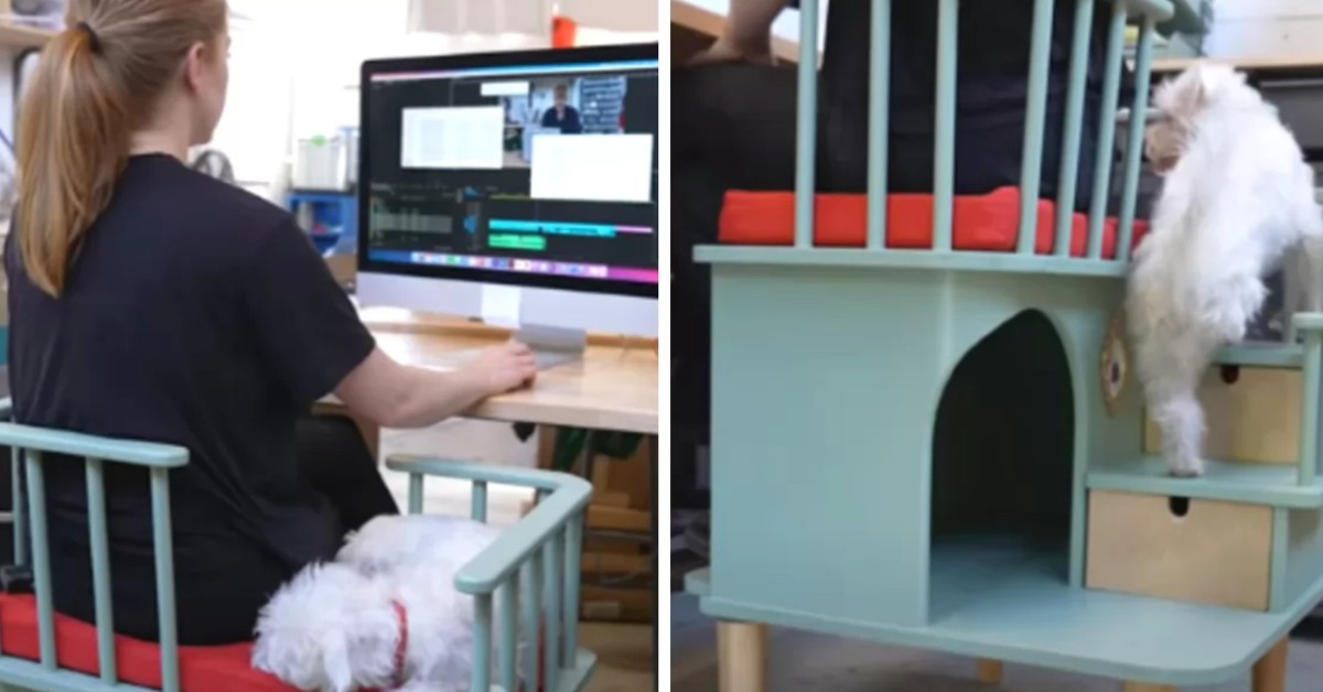 ‘Needy Pet’ Desk Chair Lets Clingy Pets Sit With Their Owners And We All Need One