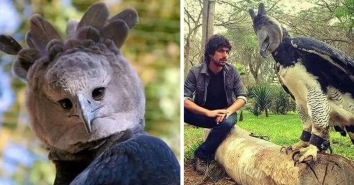 Harpy Eagle’s Massive Size Makes People Think It’s A Human In A Bird Suit