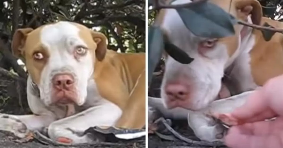 Pitbull With Broken Leg Hides In Bushes, Ready To Die, Until Someone Notices Her