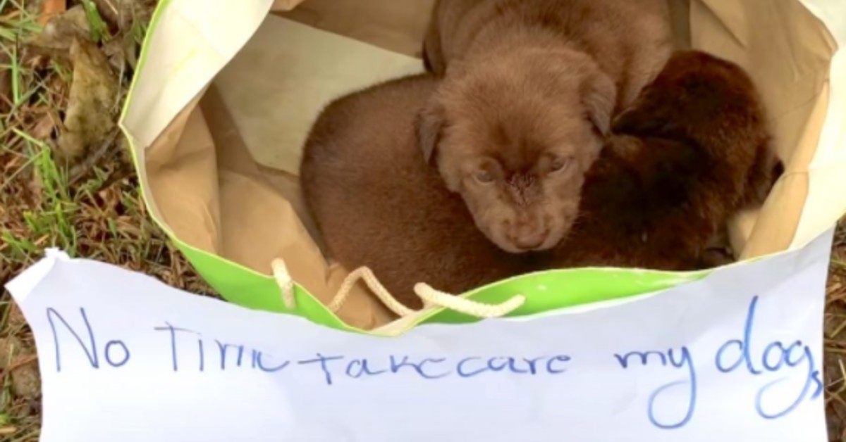 Newborn Puppies Abandoned On the Side of the Road Inside A Bag Along With A Note