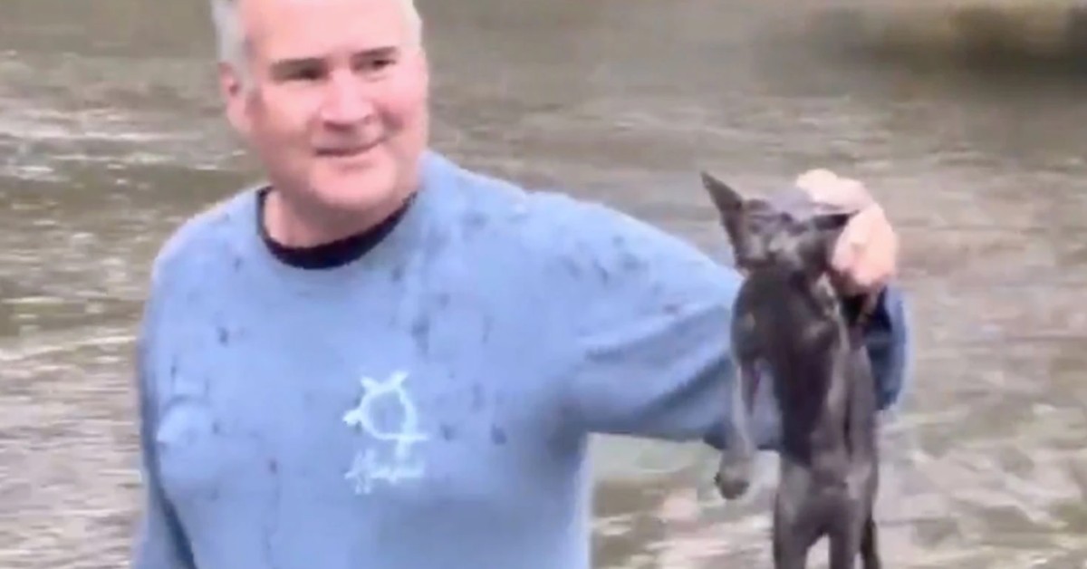 Man Miraculously Saves Feral Kitten After Wife Spots It Being Quickly Carried Away by Flood