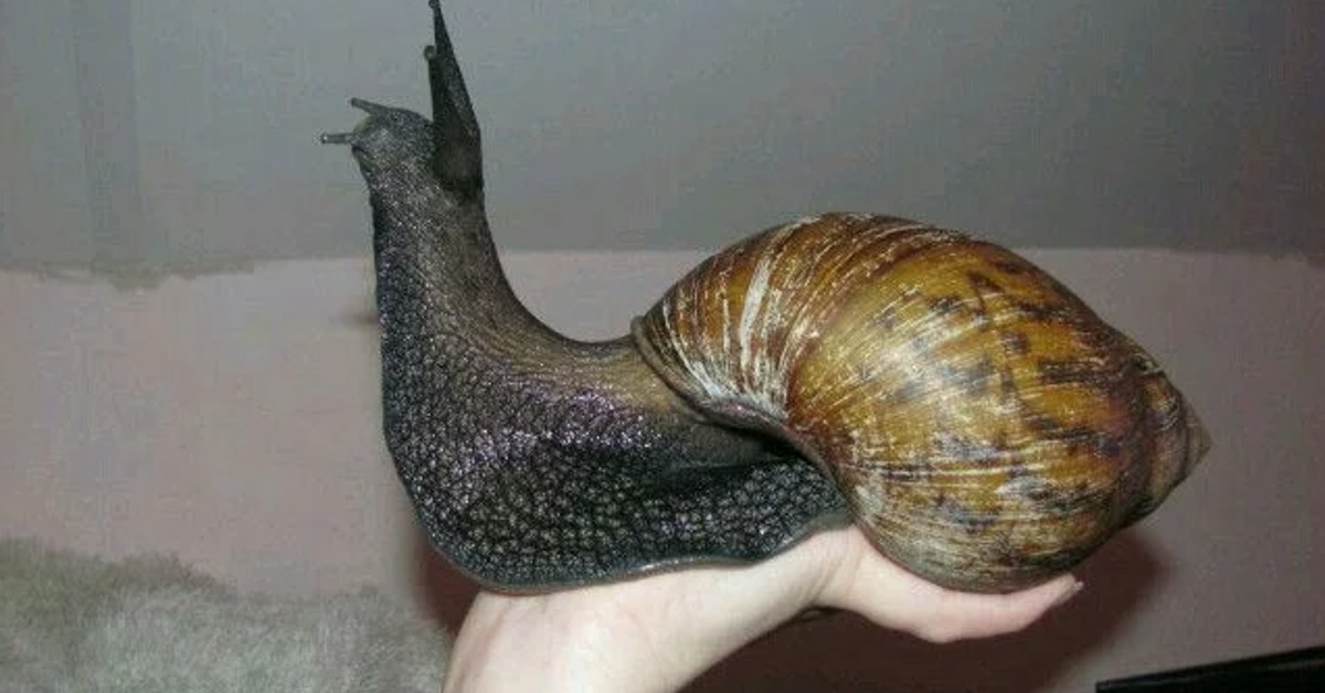 Here’s Why People Are Keeping These Gigantic Snails As Pets