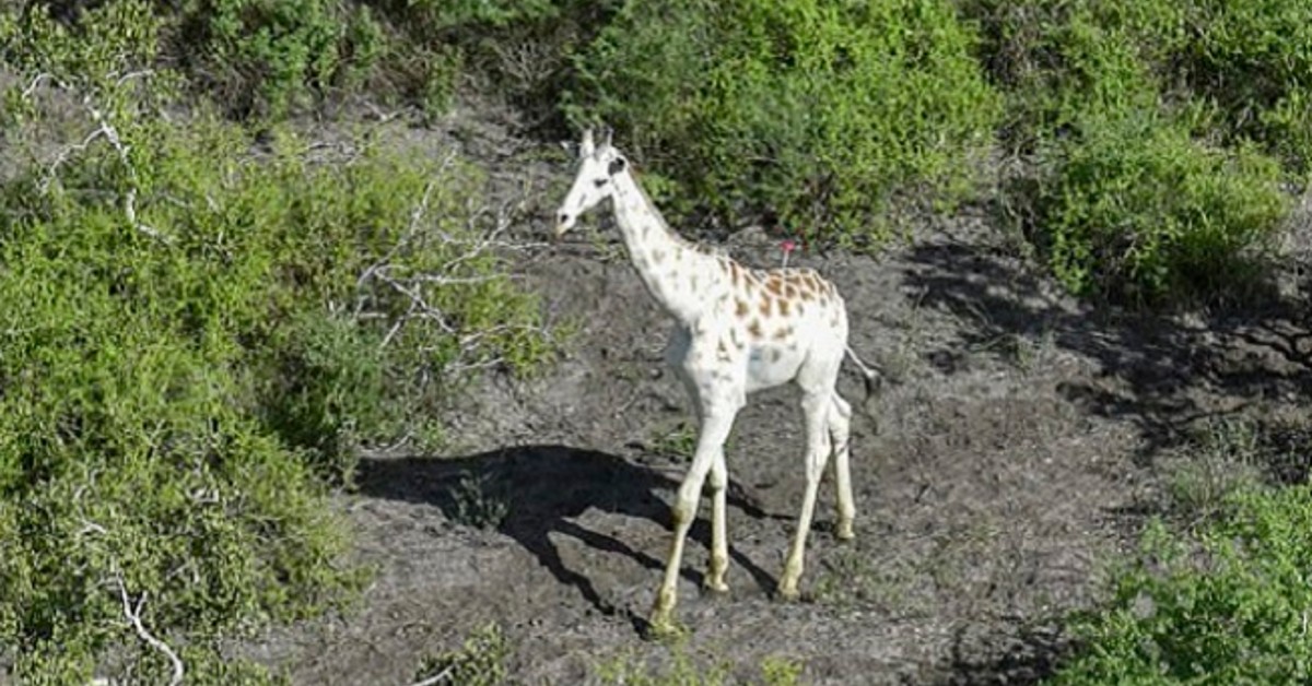 Kenya Is Doing Extra Steps To Protect This Rare Beautiful Giraffe From Poachers