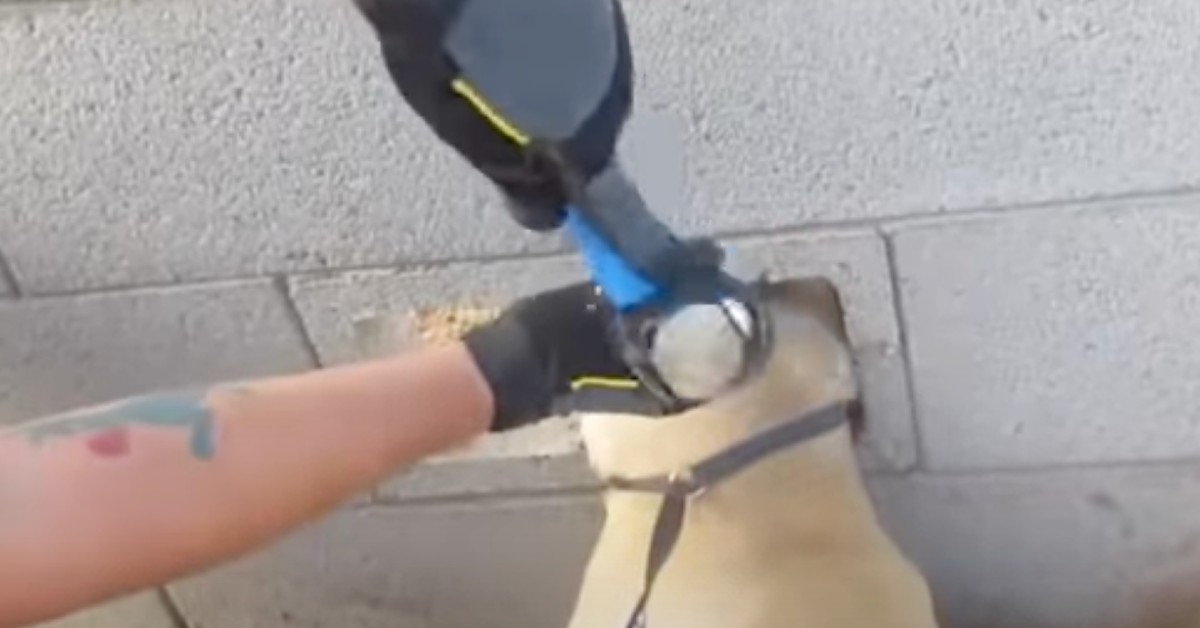 Dog Gets Head Stuck In Cinder Block Wall, First Responder Quickly Comes To The Rescue