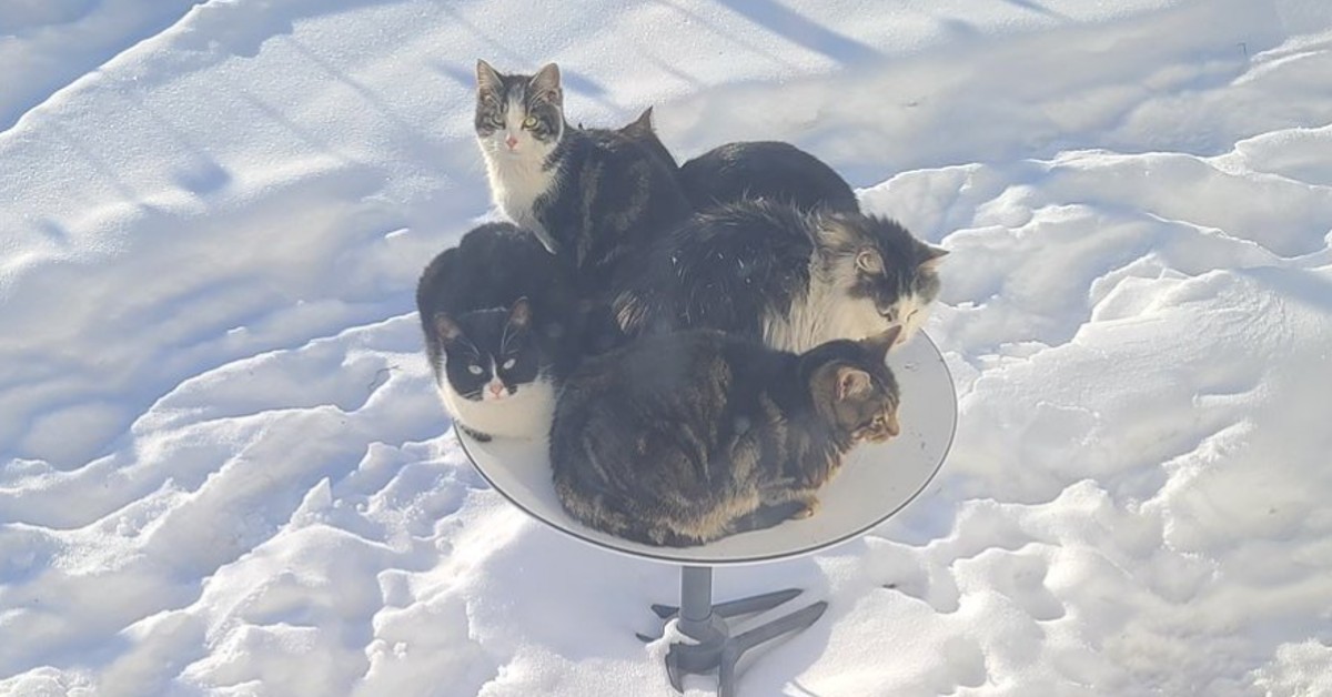 Outdoor Cats Caught Keeping Themselves Warm Using $500 Starlink Satellite Dishes