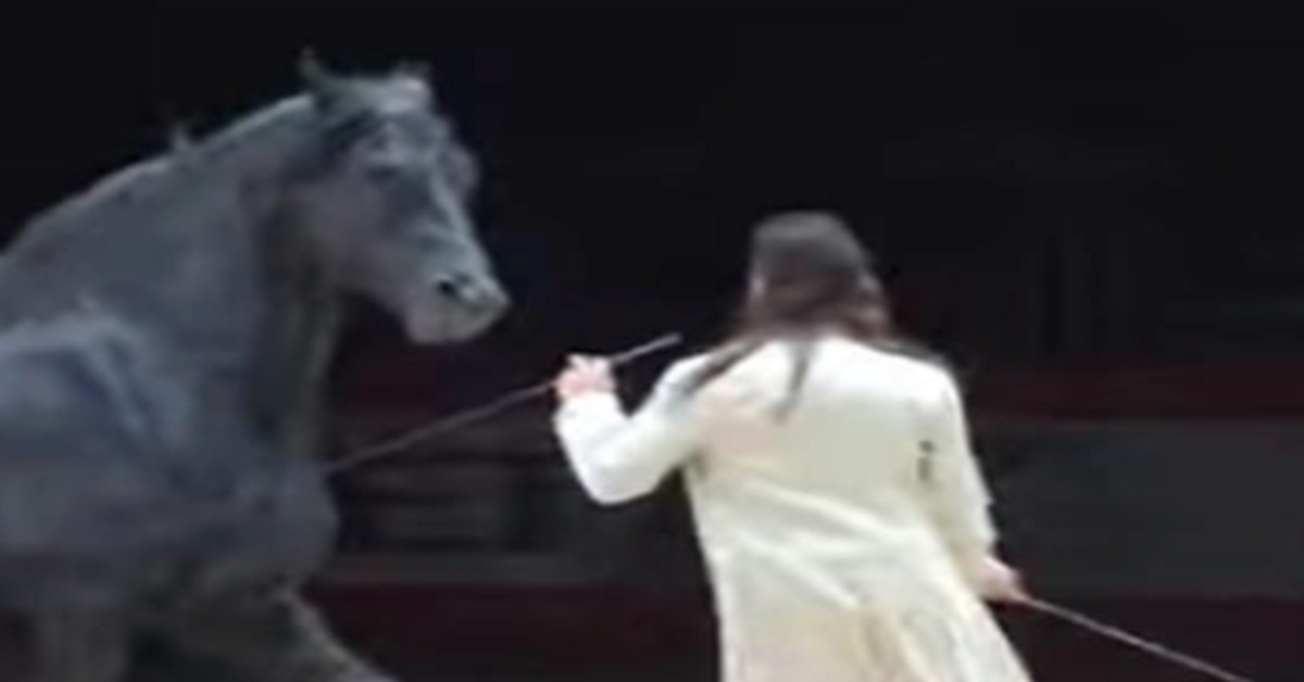 This Guy Shows He Is The True “Horse Whisperer” After Epic Dance Performance With The Animal