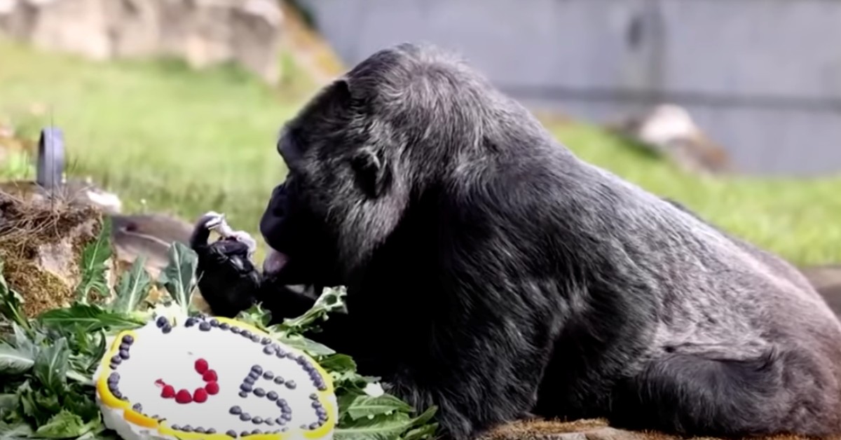 World Celebrates With Oldest Gorilla As Turns 65-Years-Old