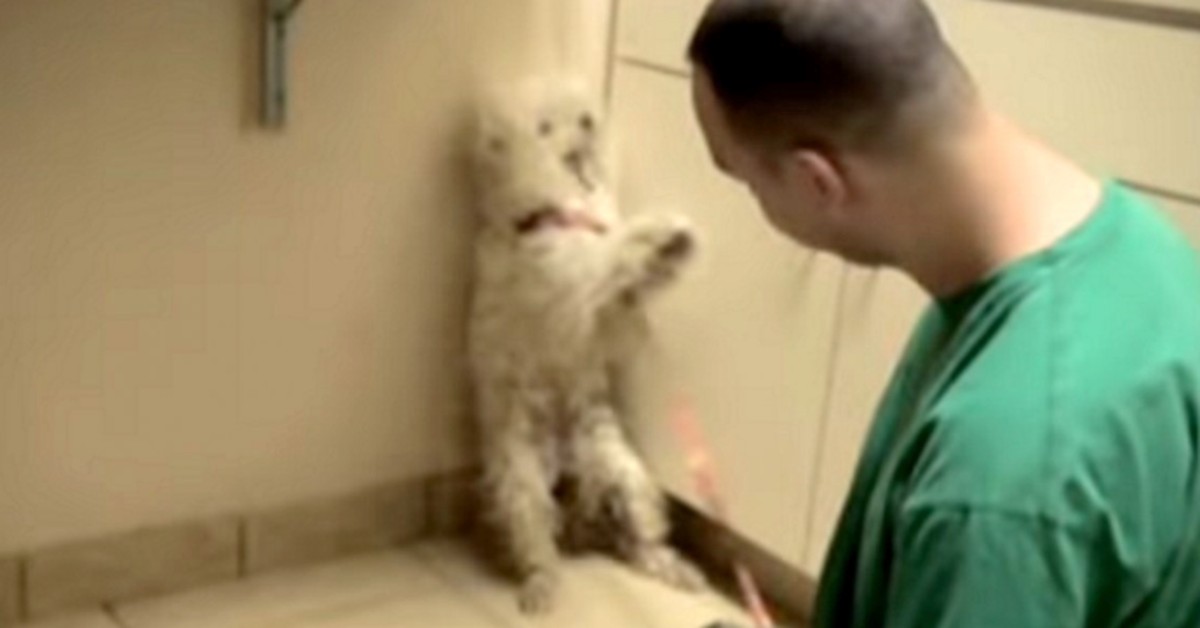 Watch Priceless Reaction of Rescued Dog One Hour Before Being Put Down