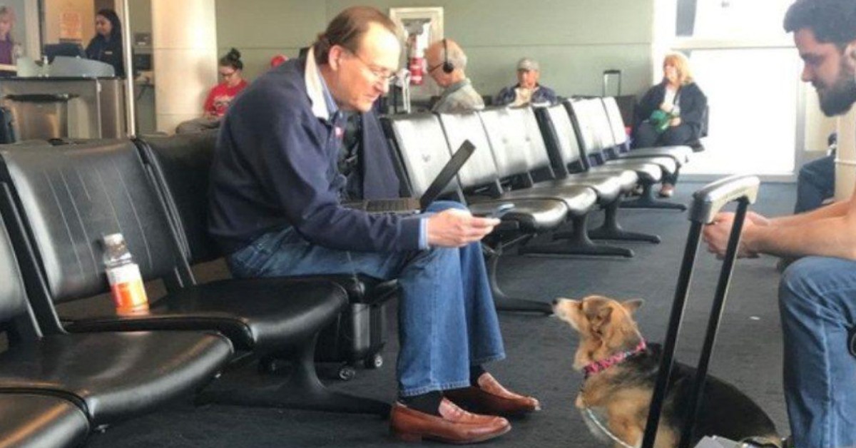 Service Dog Approaches And Comforts Stranger At Airport After Noticing That He’s Sad