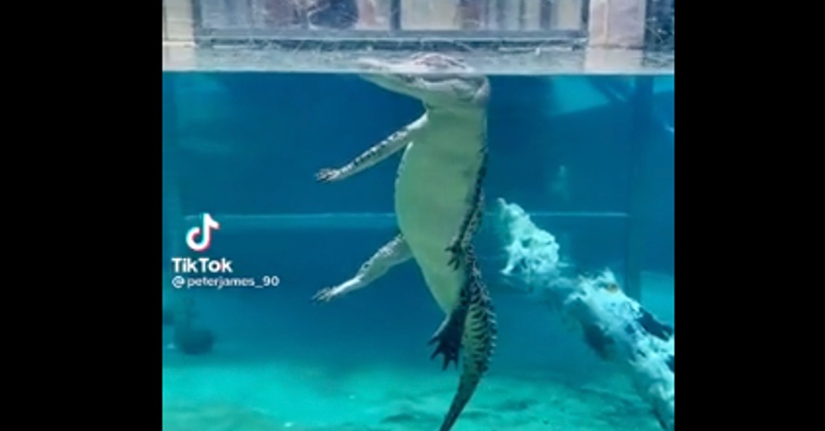 Camera Captures What an Alligator Really Looks Like Underwater And ...