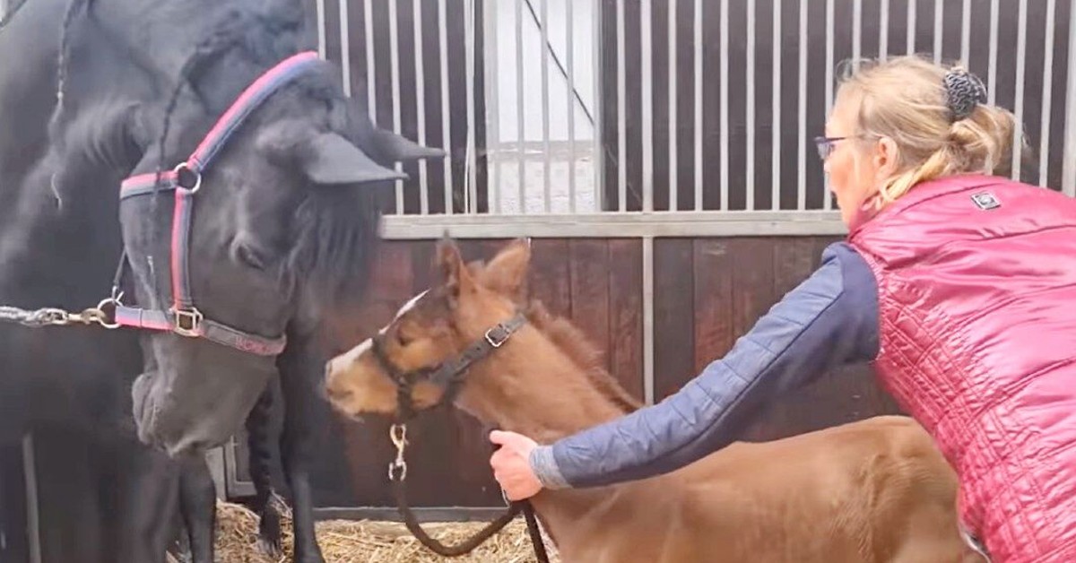 Heartbroken Mama Horse Who Lost Her Baby Melts 26m Hearts Online After ‘adopting’ Orphaned Foal