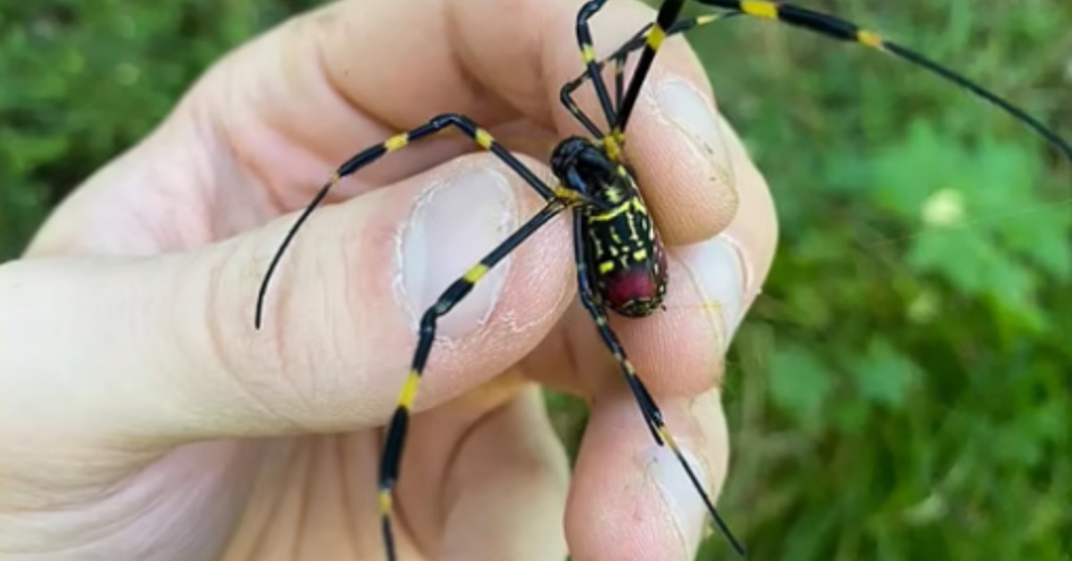 “Flying Spiders” Are Invading America