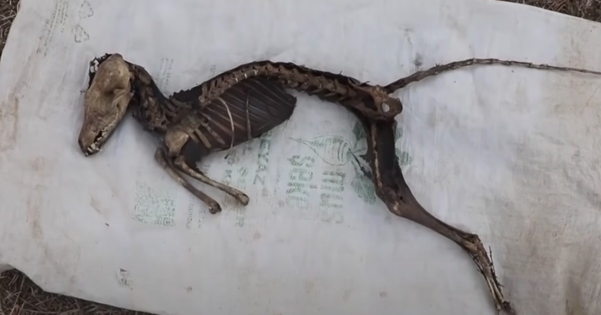 Turkish Construction Crew Unearths Bones Of Strange Animal Species