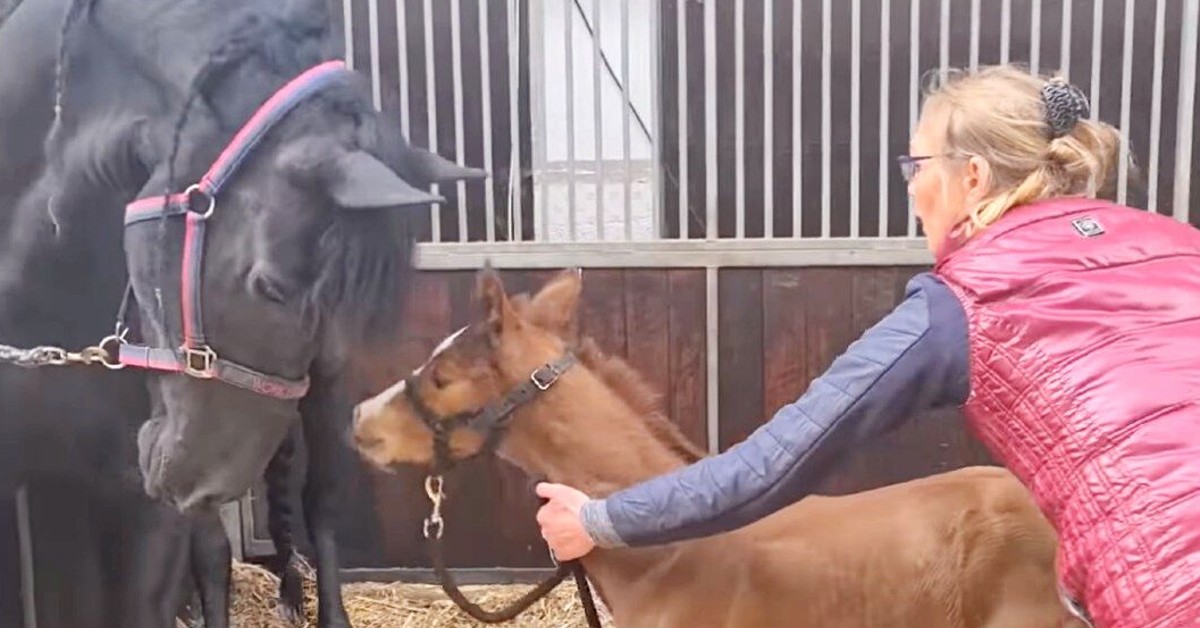 Foal Dies Then Mama Horse Adopts Orphan With All Her Heart