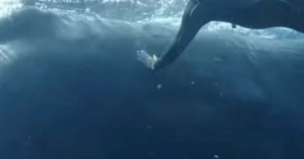 Pay close attention to this diver&#8217;s hand as sperm whale approaches