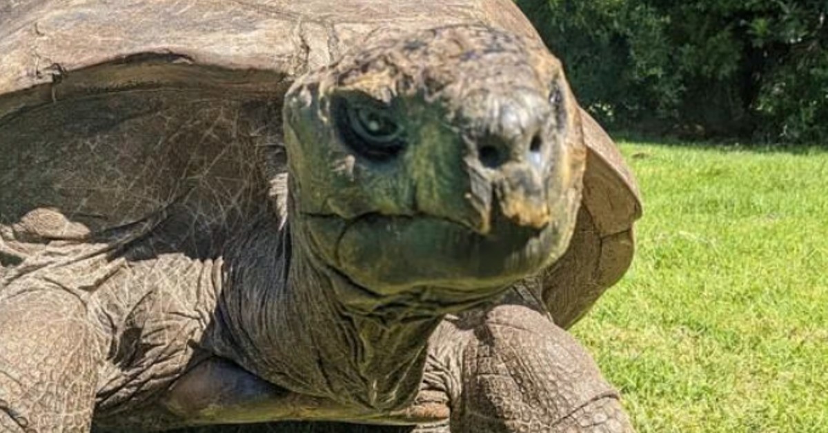 Oldest Animal in The World Celebrates 190th Birthday