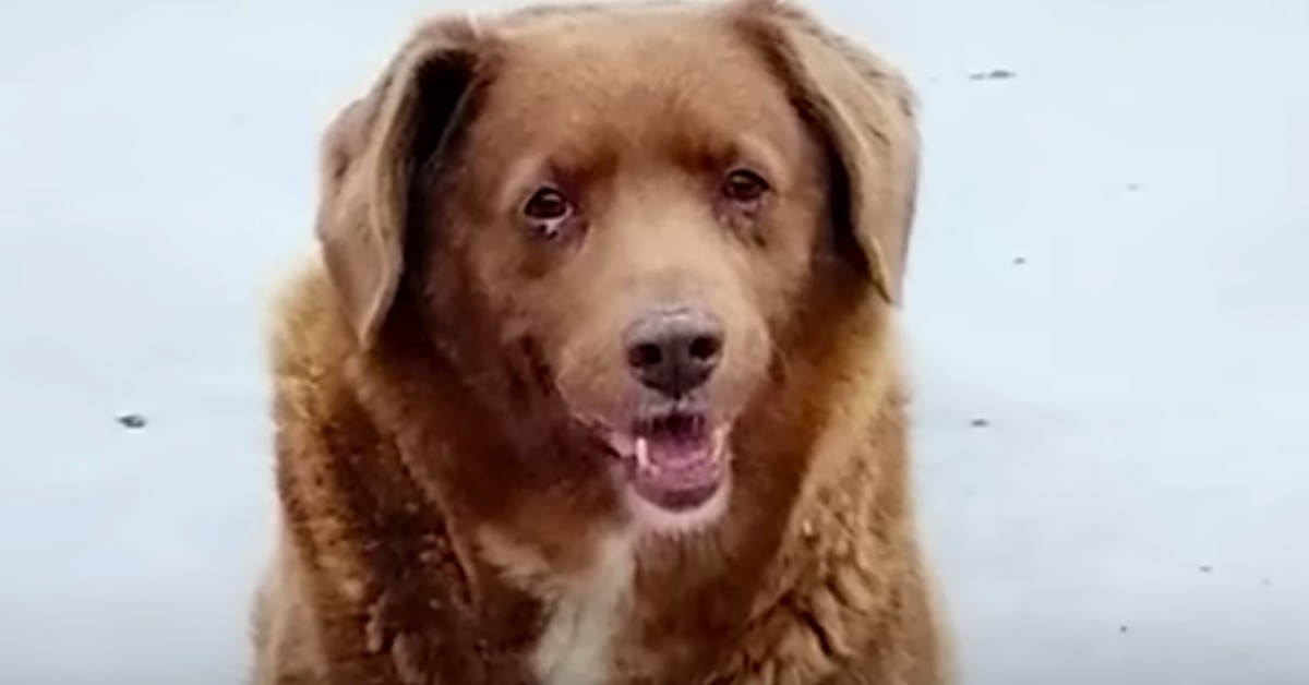 30-year-old dog named world’s oldest by Guinness World Records
