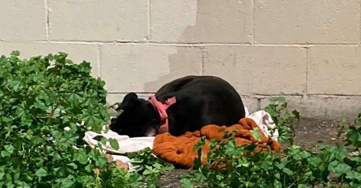 Dog Left On Curb With All Her Belongings Waits Patiently For Family To Return